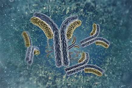 Antibody-435-x-290px.jpg